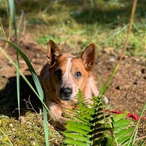 Meet your Posher, Holly